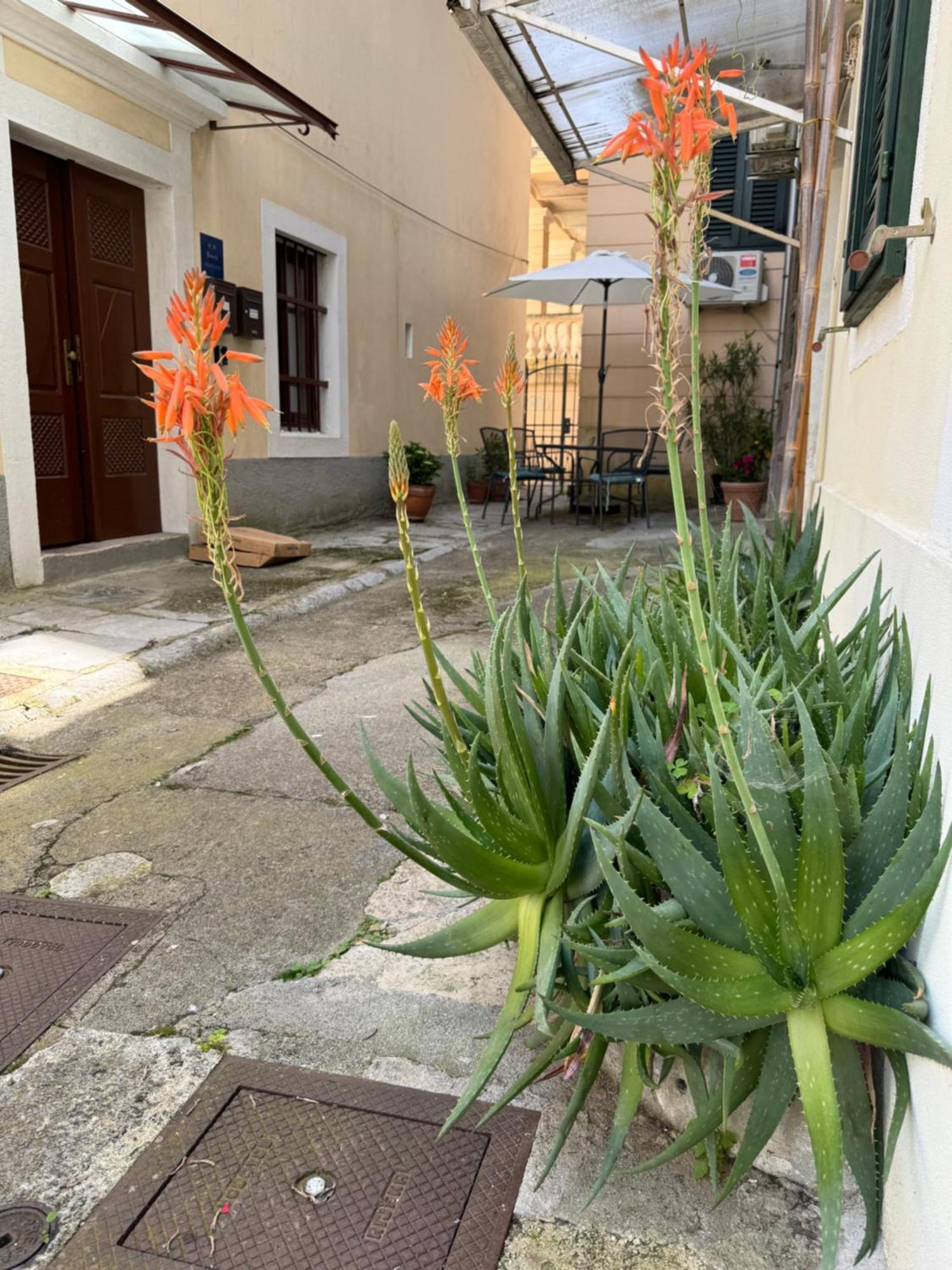 Apartment Mirna - What You See Is What You Get Opatija Exteriör bild